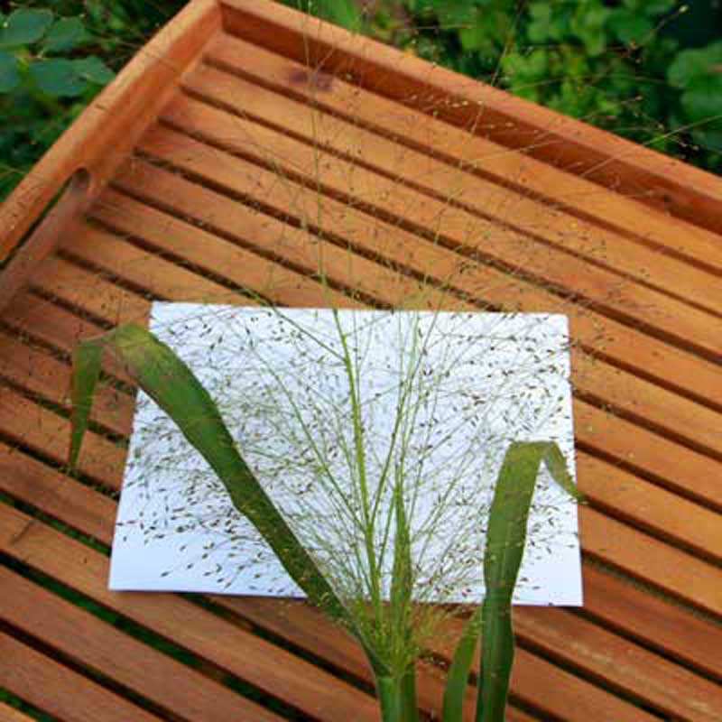 Gras-Wedel Nidderau Karben Niddatal Bruchkoebel Gras-Wedel Nidderau Karben Niddatal Bruchkoebel