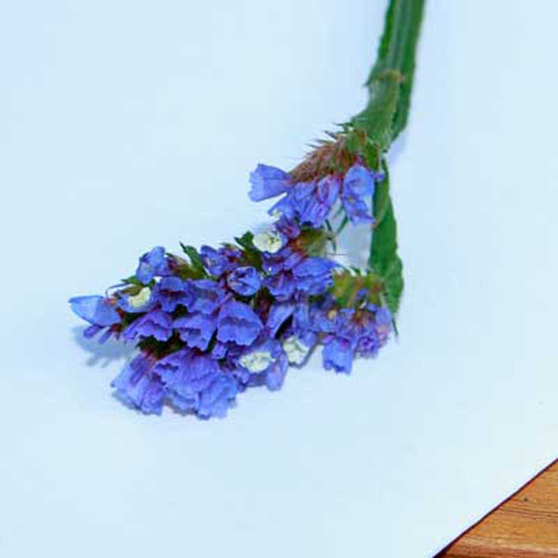 Limonium/ Strandflieder blau Nidderau Karben Niddatal Bruchkoebel Limonium/ Strandflieder blau Nidderau Karben Niddatal Bruchkoebel