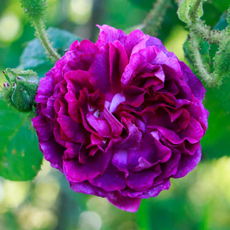 Rose violett Nidderau Karben Niddatal Bruchkoebel Rose violett Nidderau Karben Niddatal Bruchkoebel