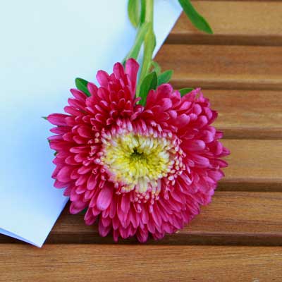 Astern-Blüte pink für Tortendekoration kaufen, frische echte ungespritzte Bio-Blumen online bestellen