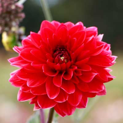 Dahlia rote Dahlien für Tortendekoration kaufen, frische echte ungespritzte Blumen online bestellen