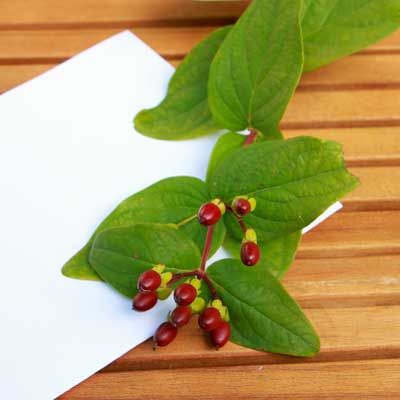 Hypericum Johanniskrautfrüchte für Tortendekoration kaufen, frische echte ungespritzte Bio-Blumen online bestellen