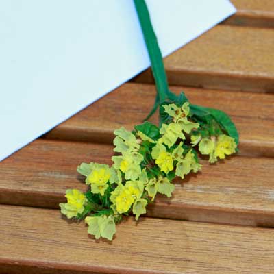 Limonium/ Strandflieder-Blüte gelb für Tortendekoration kaufen, frische echte ungespritzte Bio-Blumen online bestellen