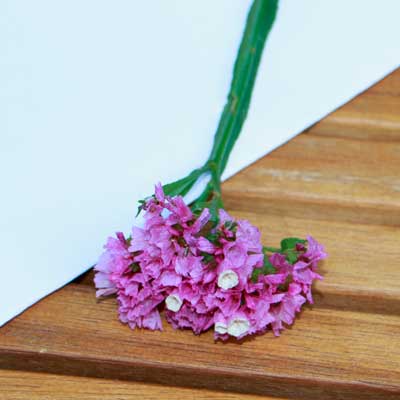 Limonium/ Strandflieder-Blüte rosa/ pink für Tortendekoration kaufen, frische echte ungespritzte Bio-Blumen online bestellen