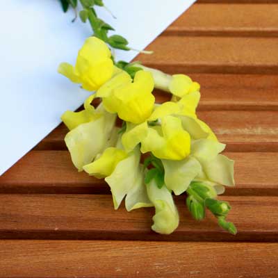 Löwenmäulchen/ Antirrhinum-Blüte gelb für Tortendekoration kaufen, frische echte ungespritzte Bio-Blumen online bestellen