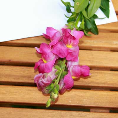 Löwenmäulchen/ Antirrhinum-Blüte rosa für Tortendekoration kaufen, frische echte ungespritzte Bio-Blumen online bestellen