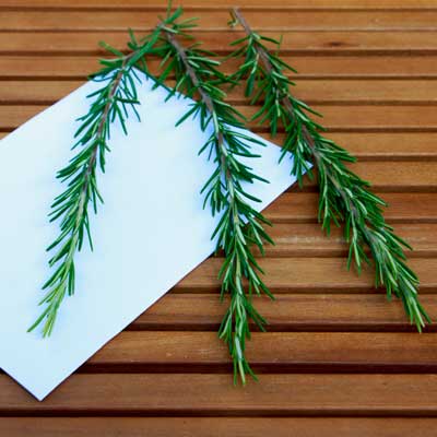 Rosmarin-Grün für Tortendekoration kaufen, frische echte ungespritzte Bio-Blumen online bestellen