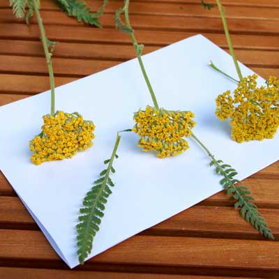 Schafgarbe/ Achillea-Blüte rosa pink weiss gelb für Tortendekoration kaufen, frische echte ungespritzte Bio-Blumen online bestellen