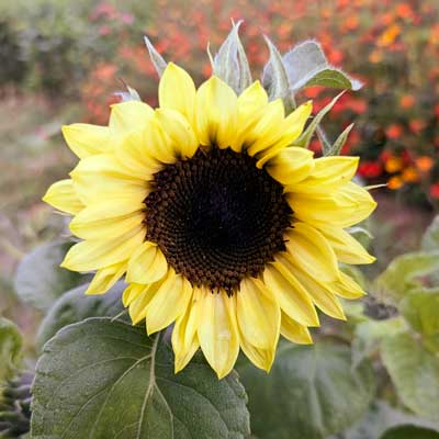Sonnenblumen-Blüte für Tortendekoration kaufen, frische echte ungespritzte Bio-Blumen online bestellen