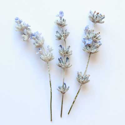 Lavendel kandiert (ca. 4-7cm)- gezuckerte ungespritzte & Bio Blüten & Blumen