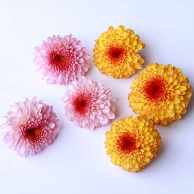 ungespritzte & Bio-Blumen