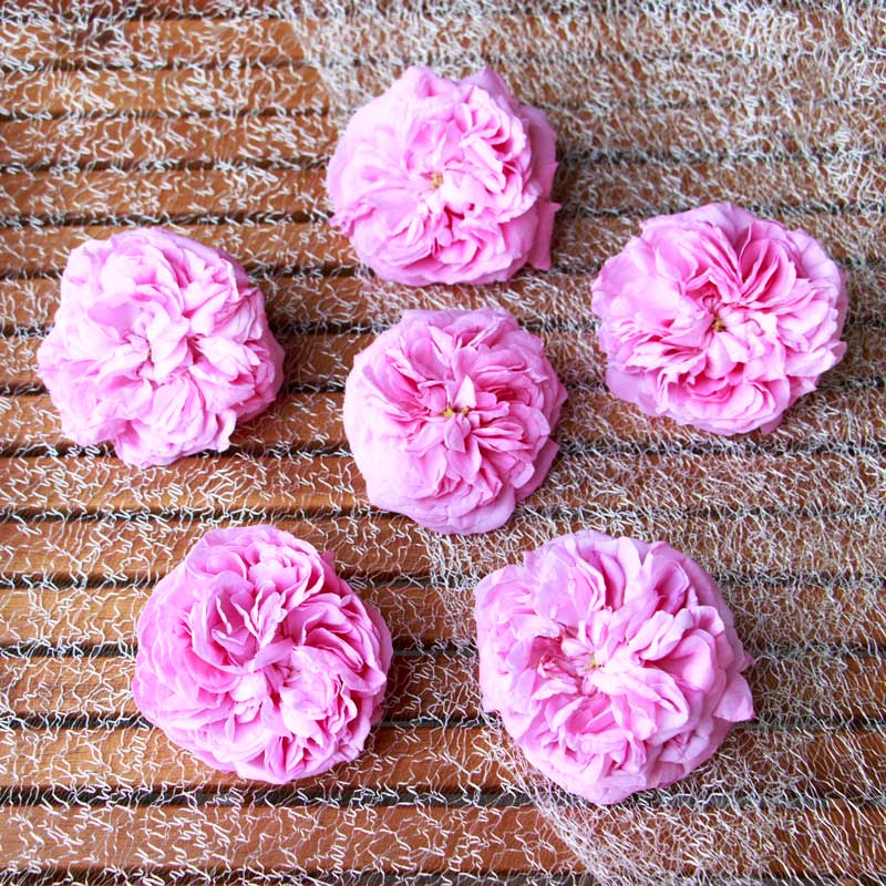 Rose rosa ungespritzte blumen fuer tortendekoration echte frische blueten kaufen bestellen ungespritzte & bio-blumen für hochzeitstorten